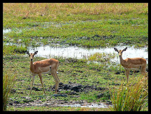 impala